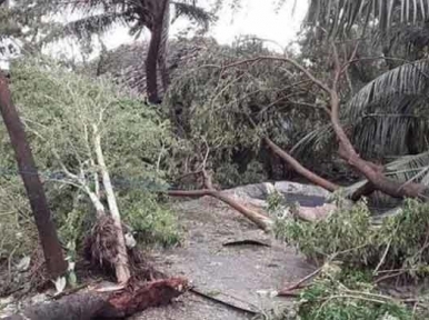 Bangladesh: Tree falls killing 11 people 
